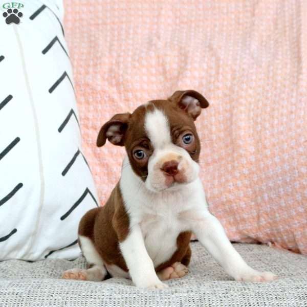 Isaac, Boston Terrier Puppy