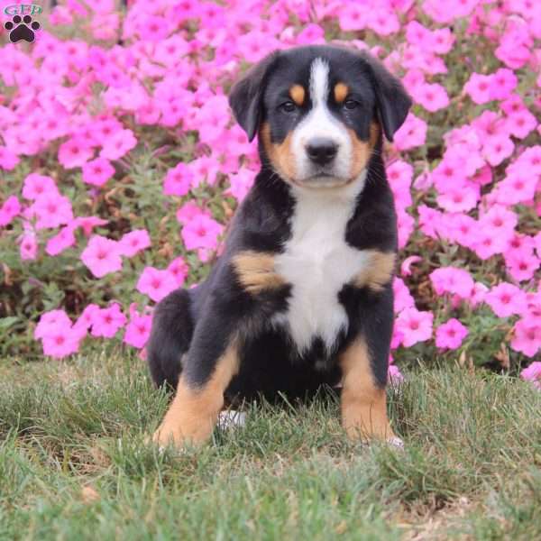 Isaac, Greater Swiss Mountain Dog Puppy