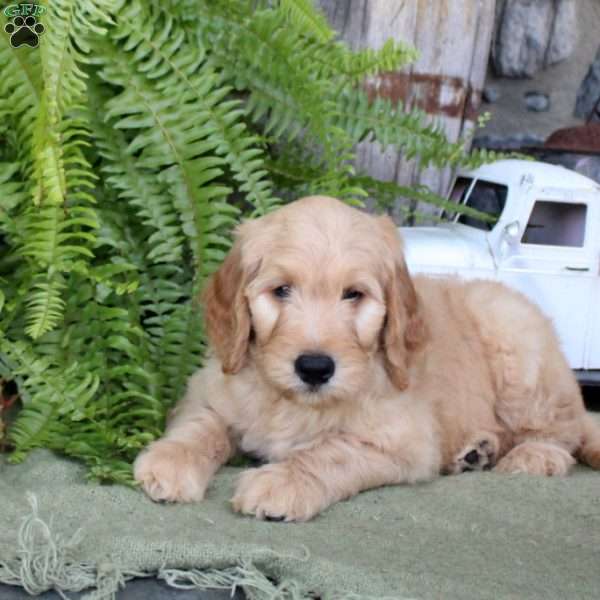 Isaac, Goldendoodle Puppy