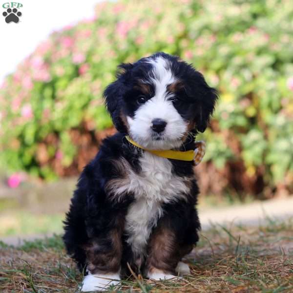 Isaac, Mini Bernedoodle Puppy