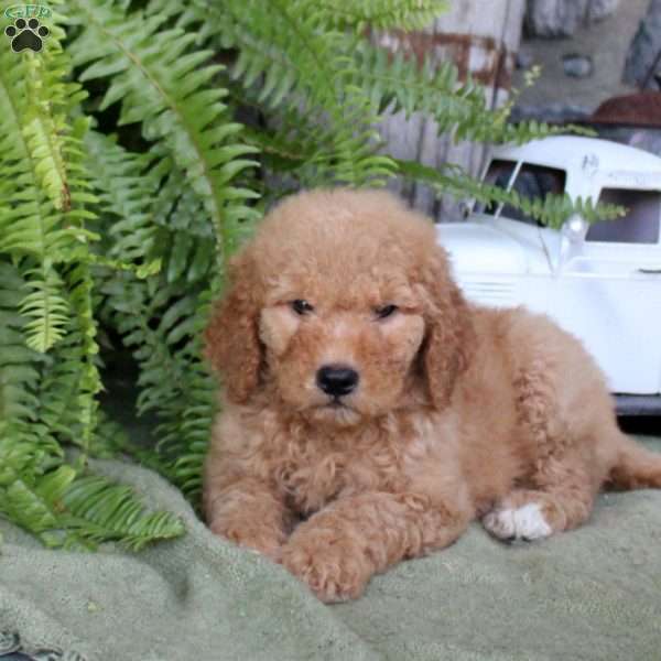 Isabell, Goldendoodle Puppy