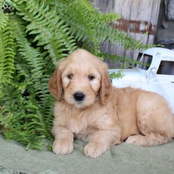 Isaiah, Goldendoodle Puppy