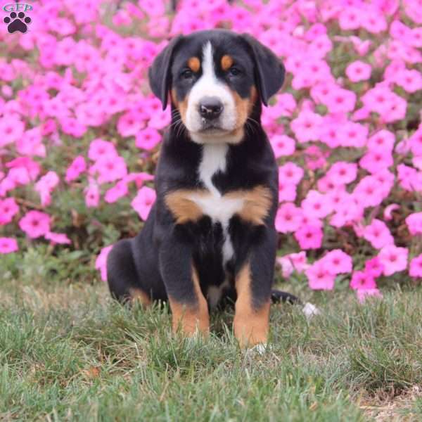 Isla, Greater Swiss Mountain Dog Puppy