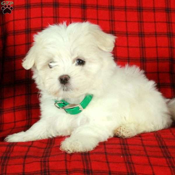 Ivan, Maltese Puppy