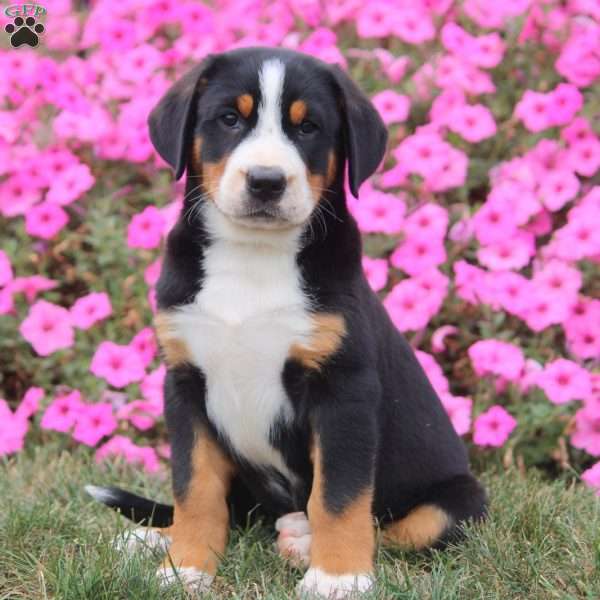 Ivory, Greater Swiss Mountain Dog Puppy