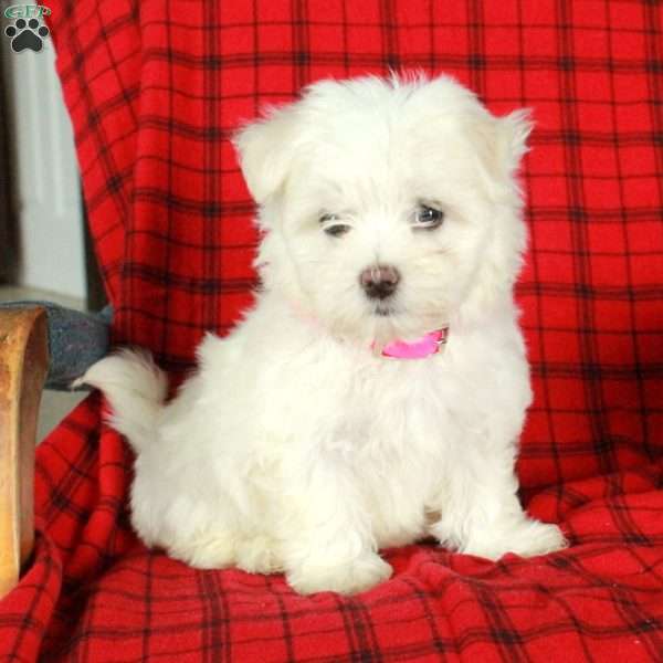 Ivory, Maltese Puppy