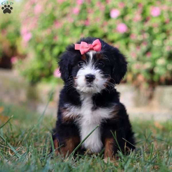 Ivy, Mini Bernedoodle Puppy