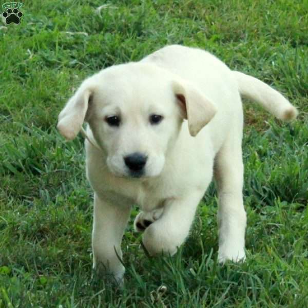 Ivy, Golden Labrador Puppy