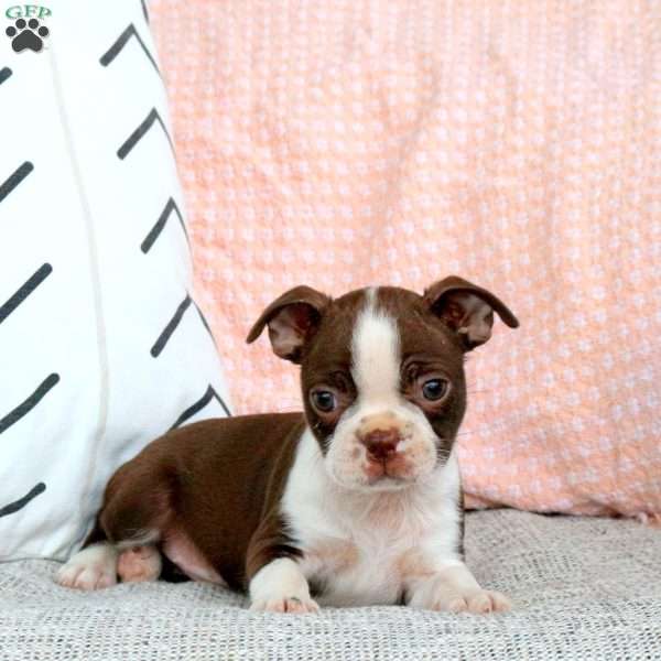 Ivy, Boston Terrier Puppy