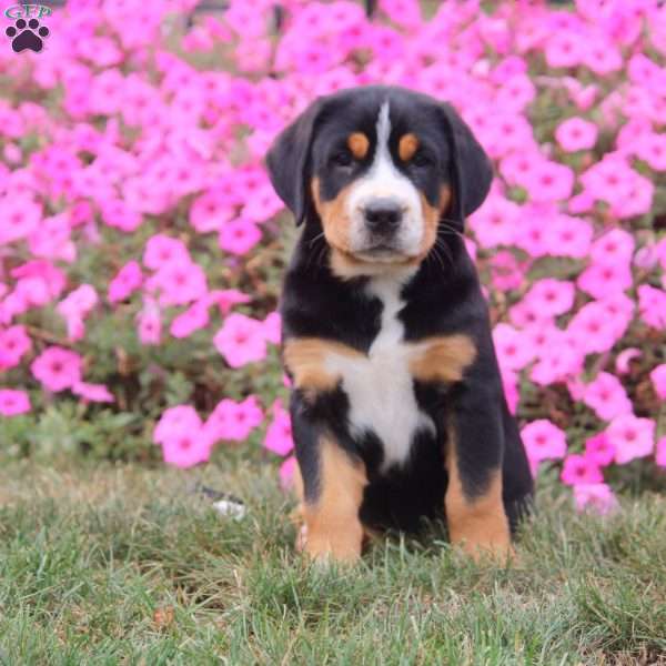 Ivy, Greater Swiss Mountain Dog Puppy