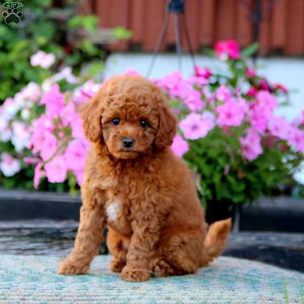 Ivy, Miniature Poodle Puppy