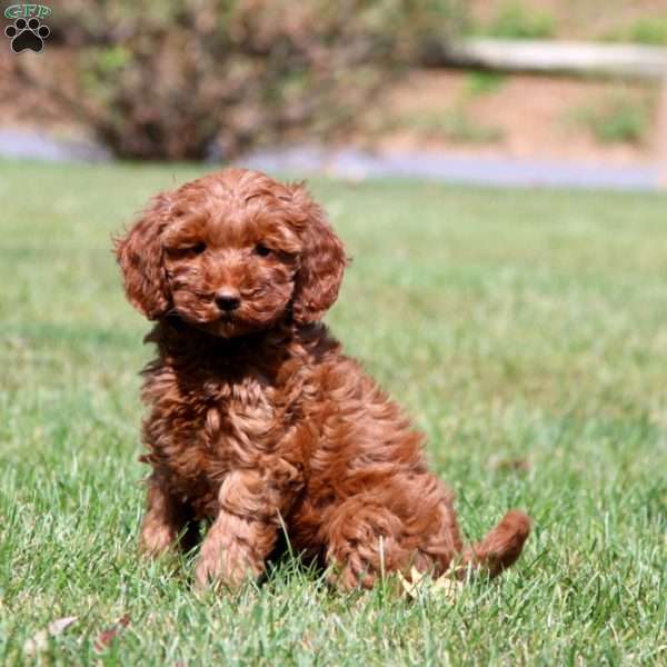 Ivy, Mini Goldendoodle Puppy