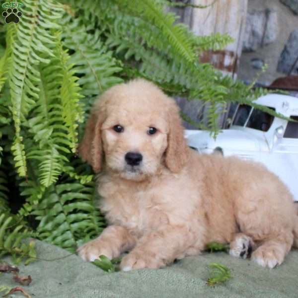 Ivy, Goldendoodle Puppy