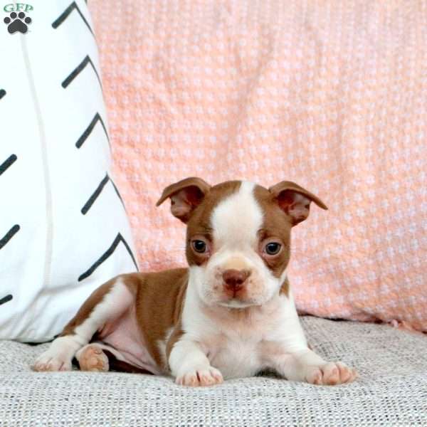 Izzy, Boston Terrier Puppy