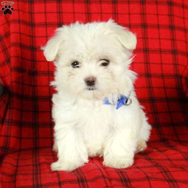 Izzy, Maltese Puppy