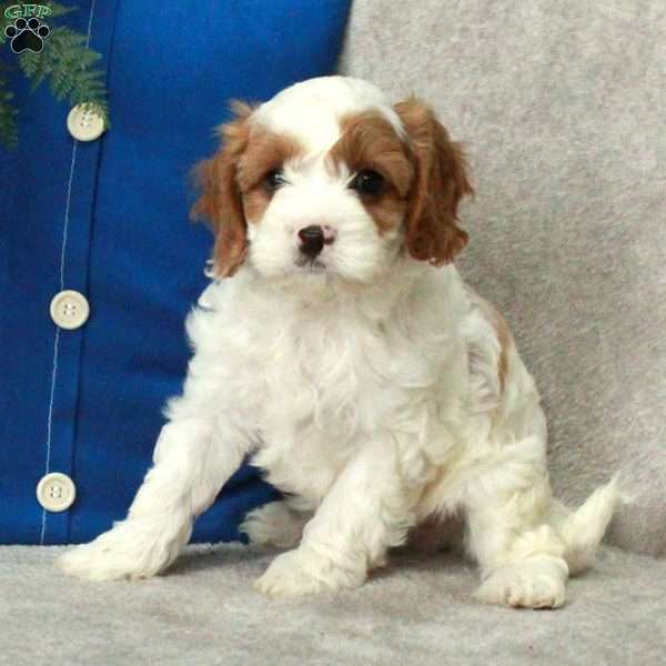 Izzy, Cavapoo Puppy