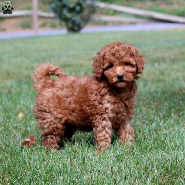 Izzy, Mini Goldendoodle Puppy