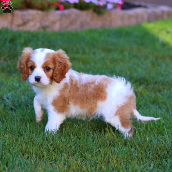 Izzy, Cavapoo Puppy