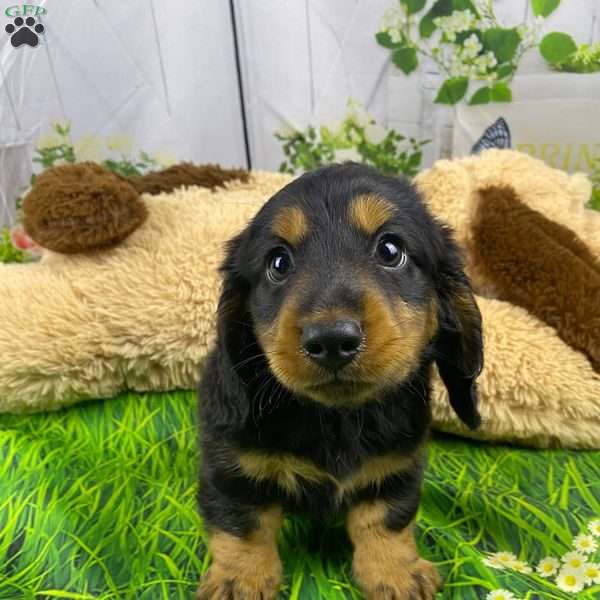 Ryder, Dachshund Puppy