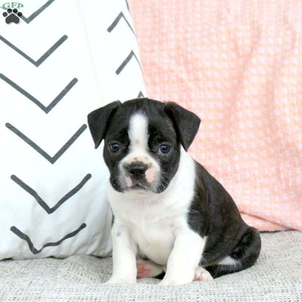 Jace, Boston Terrier Puppy