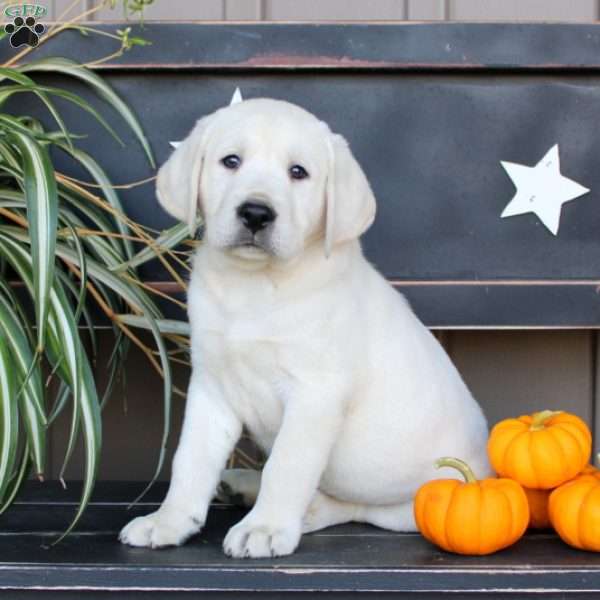 Jace, Yellow Labrador Retriever Puppy