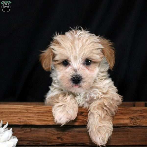 Jace, Maltipoo Puppy