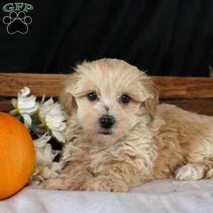 Jace, Maltipoo Puppy