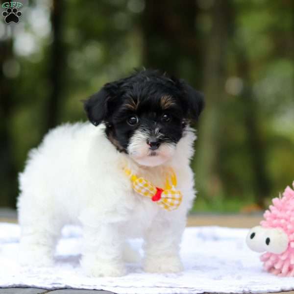 Jack, Maltipoo Puppy