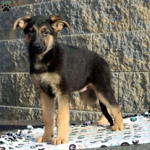 Jack, German Shepherd Puppy