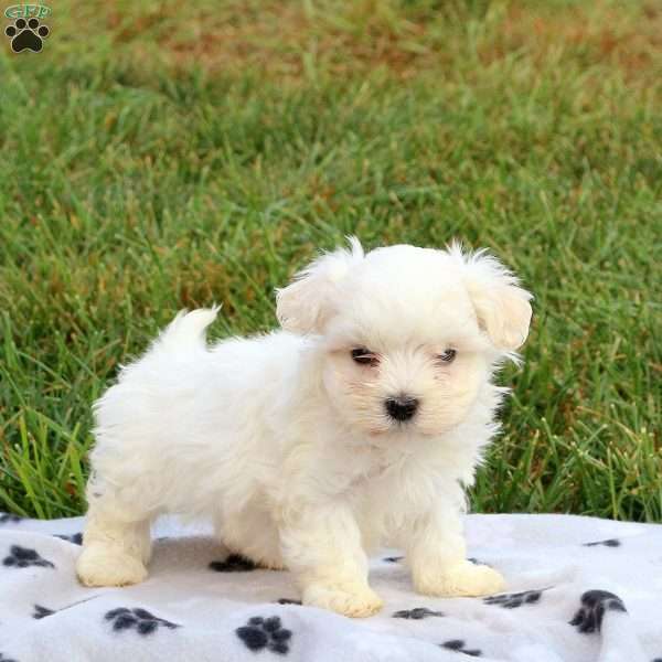 Jack, Maltese Puppy