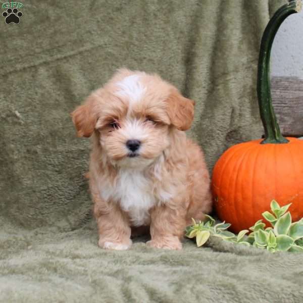 Jack, Maltipoo Puppy