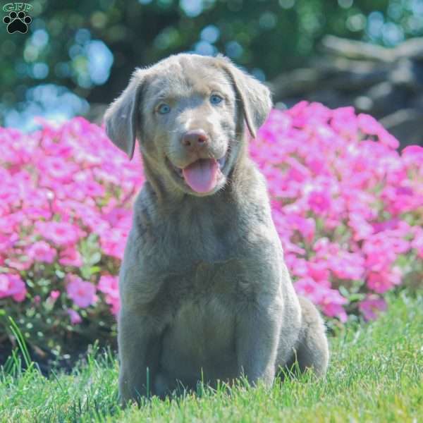 Jack, Silver Labrador Retriever Puppy