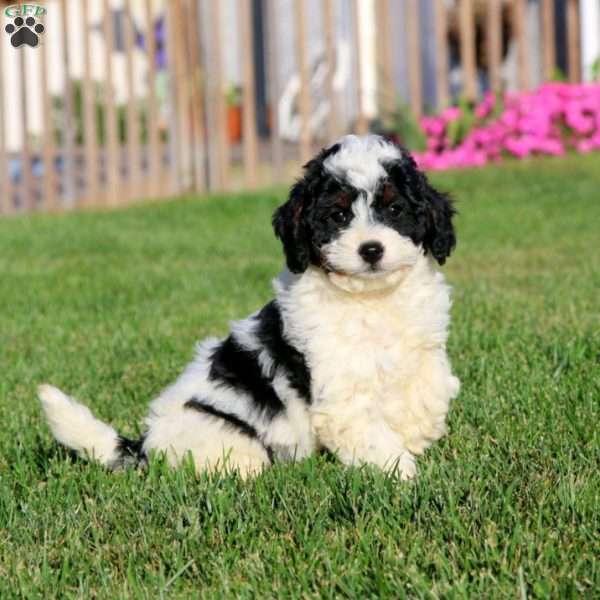 Jack, Cavapoo Puppy