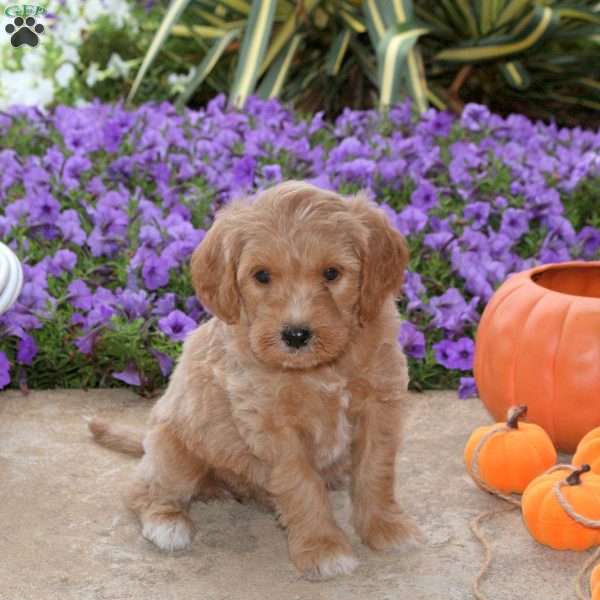 Jackie, Mini Goldendoodle Puppy