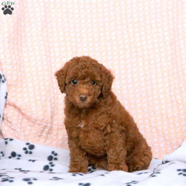 Jackie, Miniature Poodle Puppy