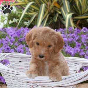 Jackie, Mini Goldendoodle Puppy