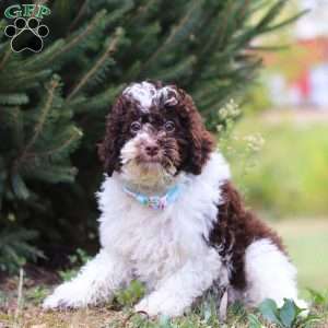 Jackson, Miniature Poodle Puppy