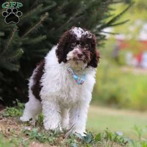 Jackson, Miniature Poodle Puppy