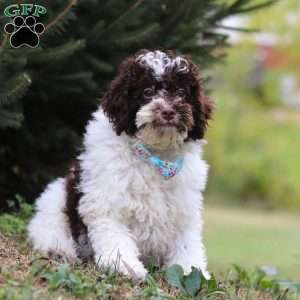 Jackson, Miniature Poodle Puppy