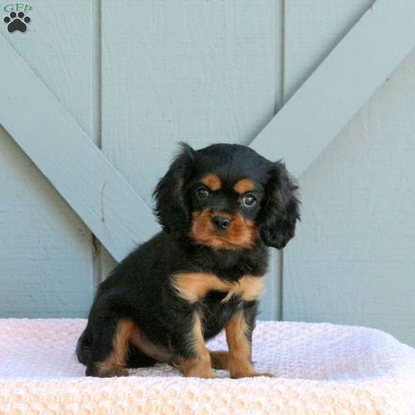 Jackson, Cavalier King Charles Spaniel Puppy