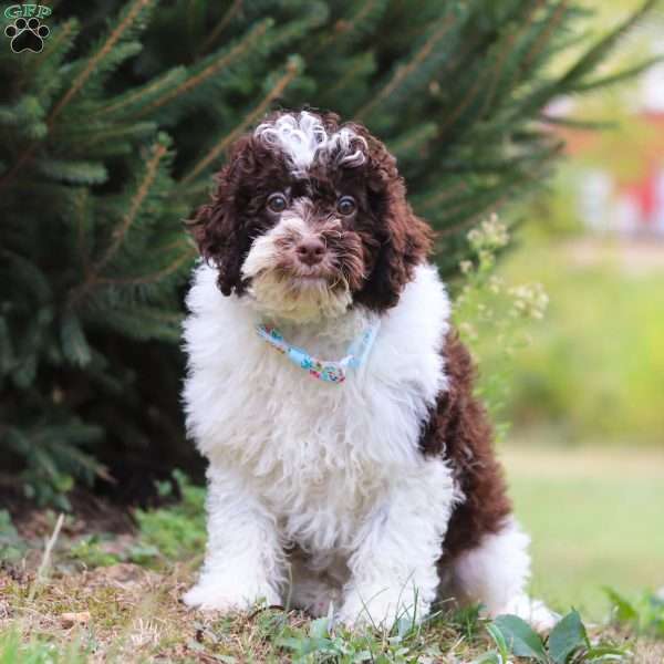 Jackson, Miniature Poodle Puppy