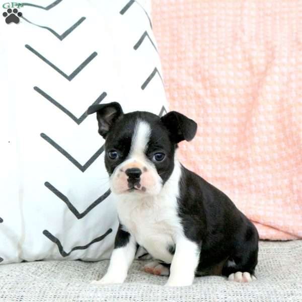 Jade, Boston Terrier Puppy