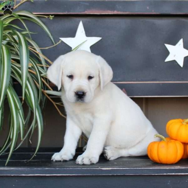 Jade, Yellow Labrador Retriever Puppy