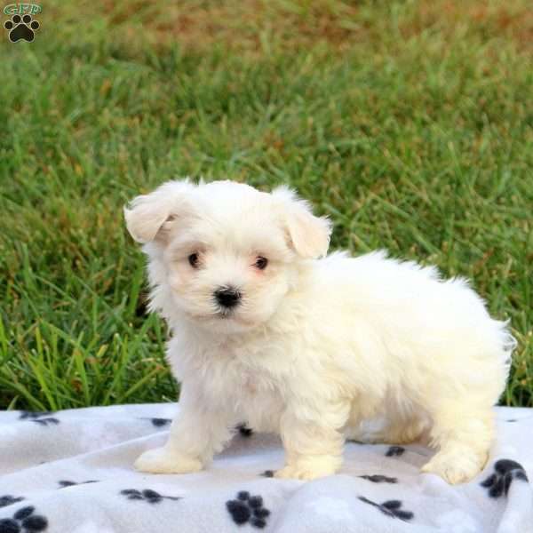 Jade, Maltese Puppy