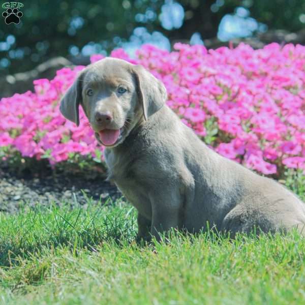 Jade, Silver Labrador Retriever Puppy