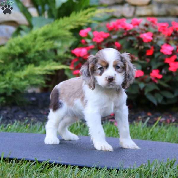 Jade, Cocker Spaniel Puppy