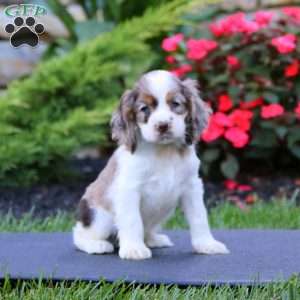 Jade, Cocker Spaniel Puppy