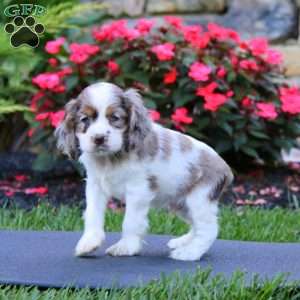 Jade, Cocker Spaniel Puppy