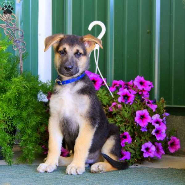 Jaden, German Shepherd Puppy