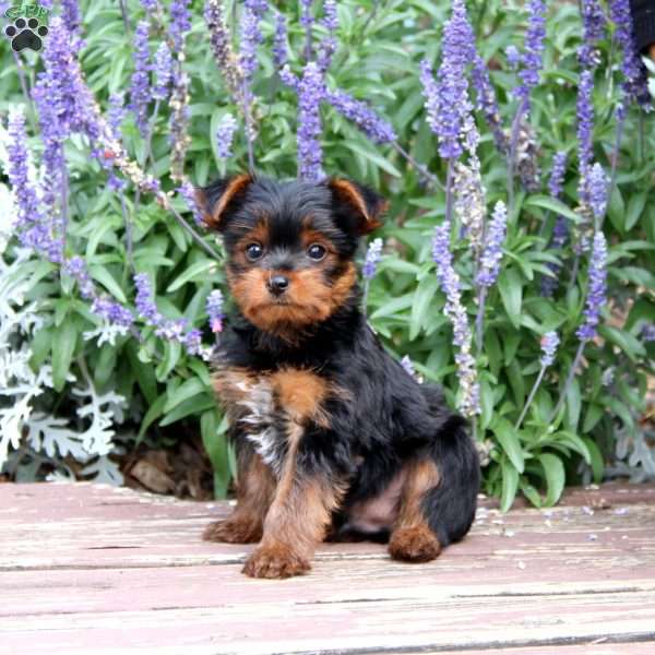 Jaden, Yorkie Puppy